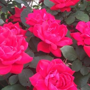 Meet your Posher, Sam